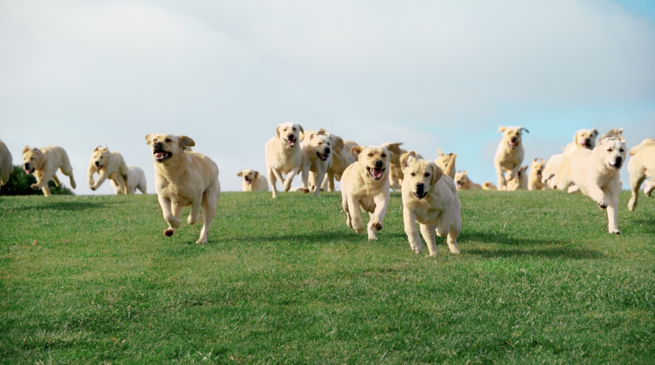 Launching Tails.com to the nation’s dog parents case study