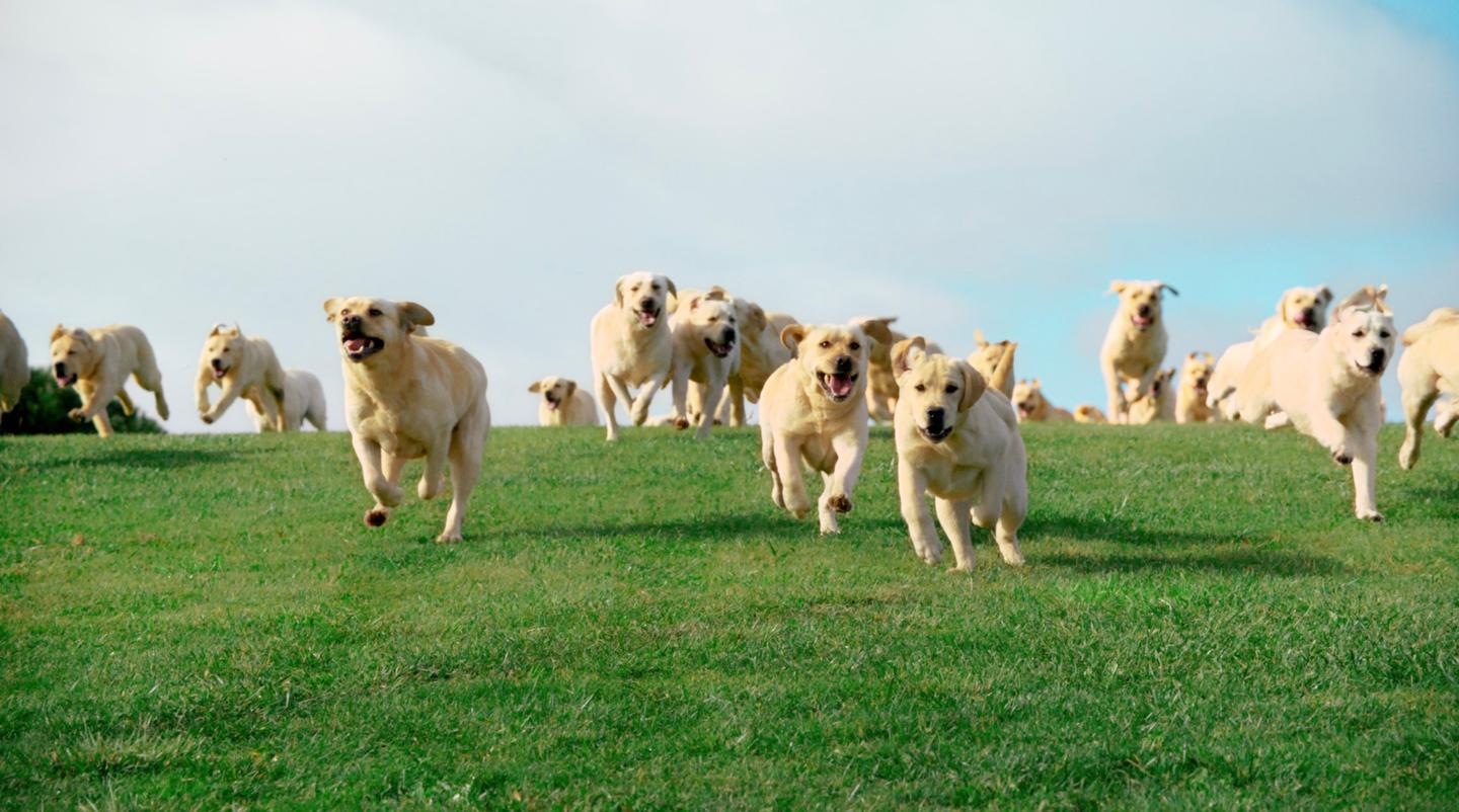 Launching Tails.com to the nation’s dog parents case study