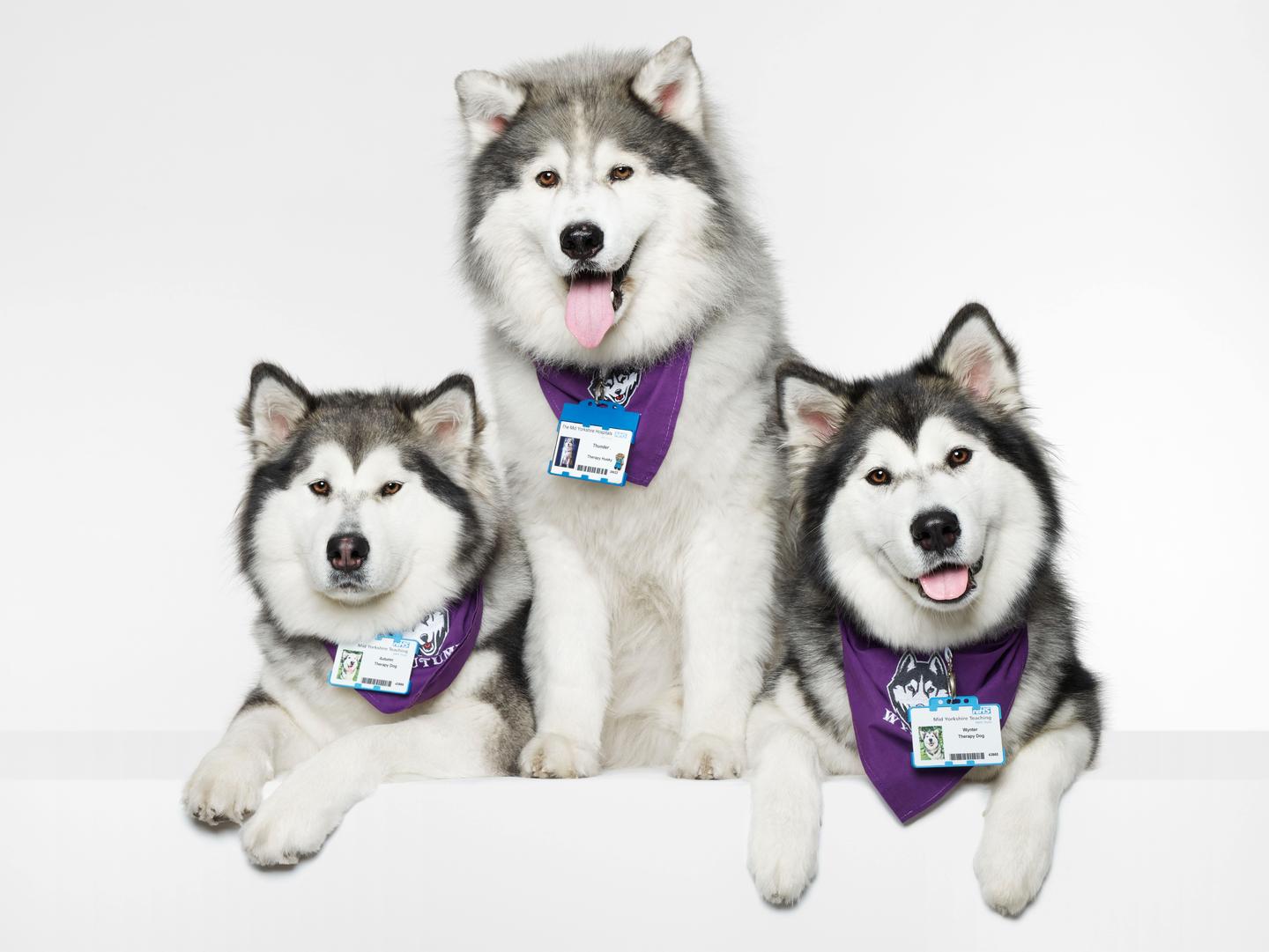Kennel Club Charitable Trust: A Celebration of Dogs with Jobs case study